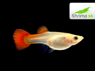 Gupka red - samička