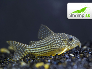 Pancierniček Sterbov - Corydoras sterbai