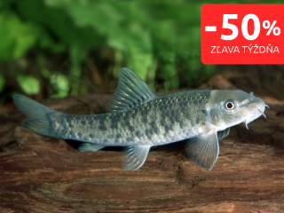 Gara rudohnedá 10 ks – Garra rufa