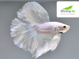 Bojovnica pestrá - samec Halfmoon biely