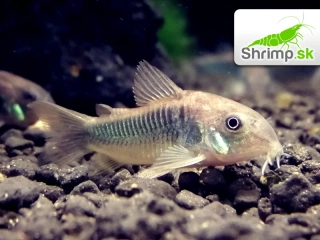Pancierniček zelený 10 ks - Corydoras aeneus - schultzei