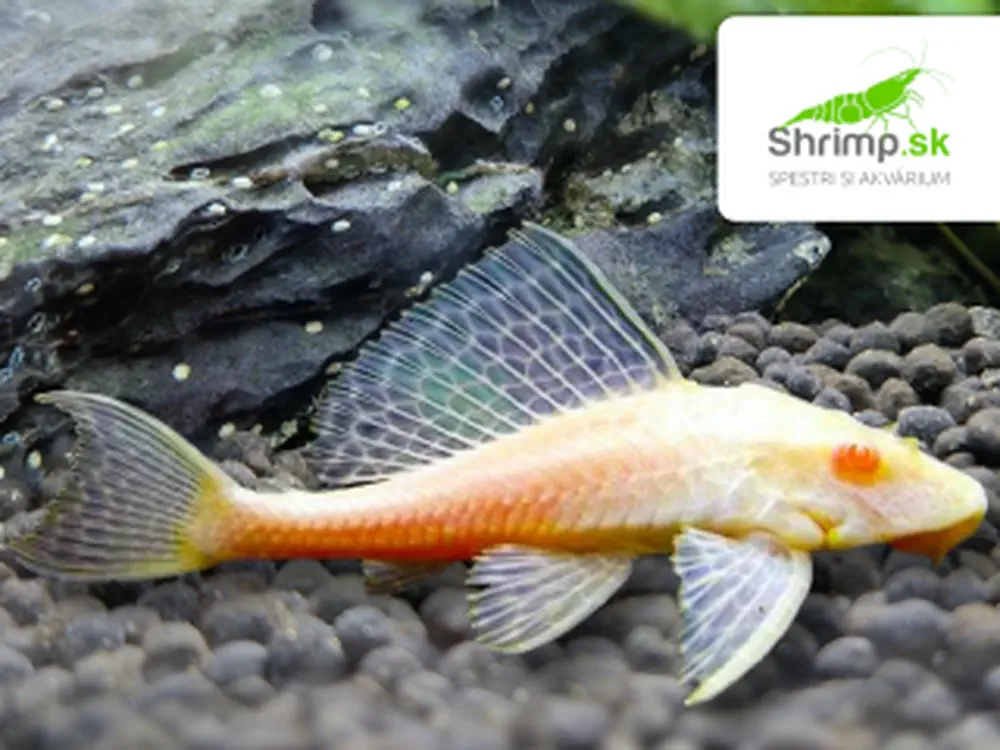 Prísavník veľkoplutvý gold albino - Glyptoperichthys gibbiceps