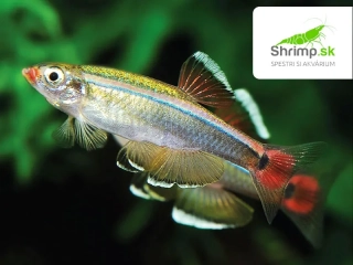 Kardinálka čínska - Tanichthys albonubes