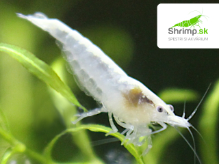 White pearl - Neocaridina davidi