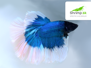 Bojovnica pestrá - samec Halfmoon bielo modrý