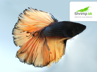 Bojovnica pestrá - samec Halfmoon žlto čierny