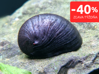 Slimák Vojenská prilba - Neritina sp.