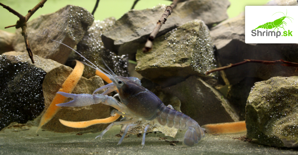 Akvárium s rakom Procambarus alleni