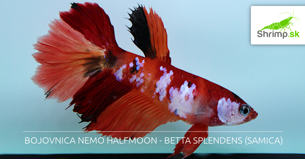 samica-bojovnice-pestrej-var-nemo-halfmoon