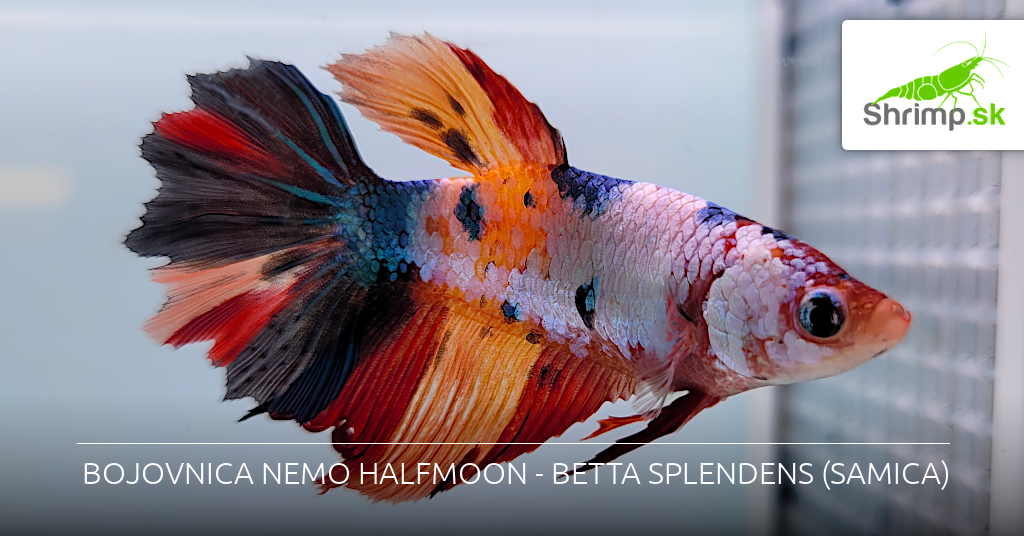 bojovnica-nemo-halfmoon-samica