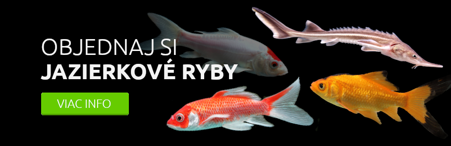 jazierkove-ryby-predaj