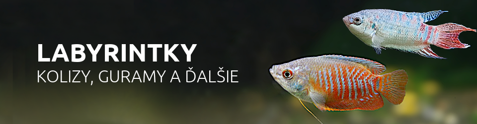 Labyrintky