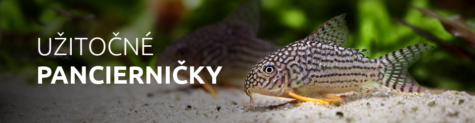 Pancierničky