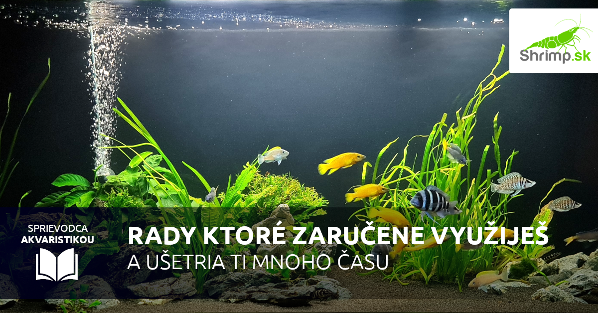 Rady pre začínajúcich akvaristov