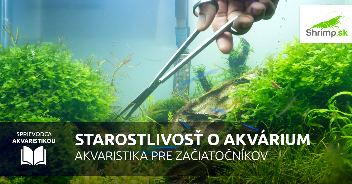 Ako sa starať o akvárium