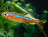 Choroby akvariovych ryb