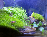 Paludárium s krabmi