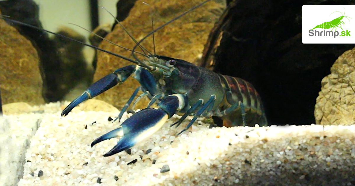 Rak Cherax Pulcher