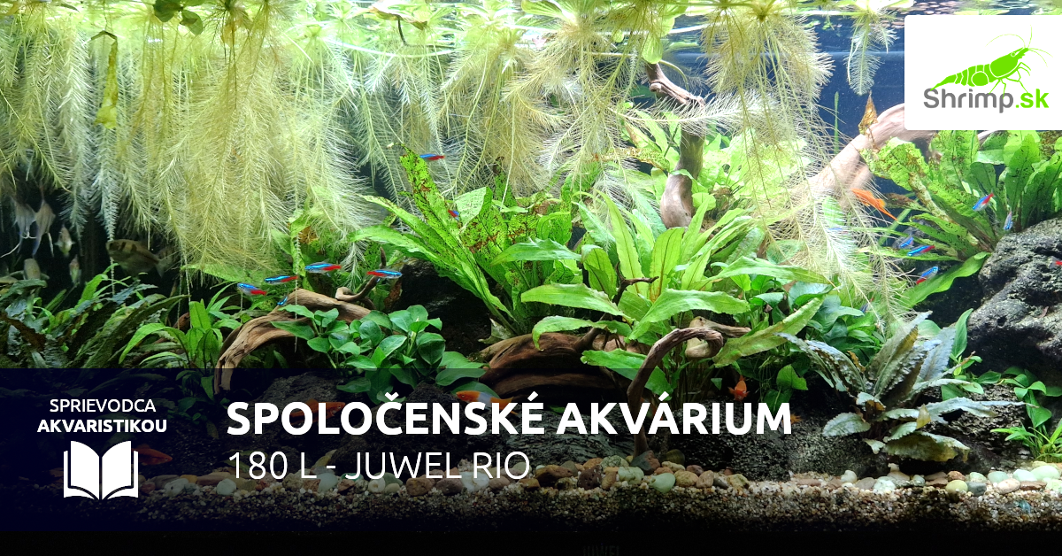 Spoločenské akvárium JUWEL