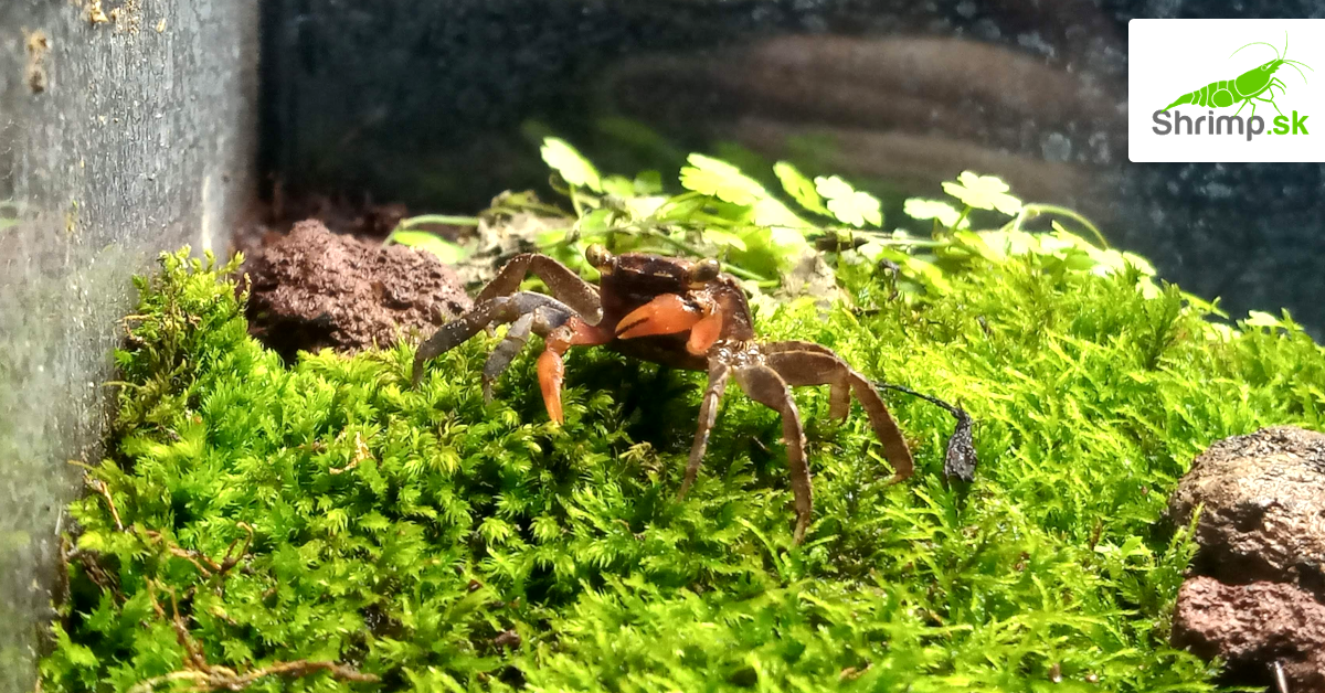 Krab Vampire